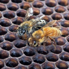 abeilles travaillent