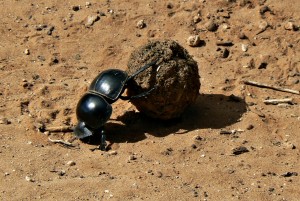 scarabée bousier
